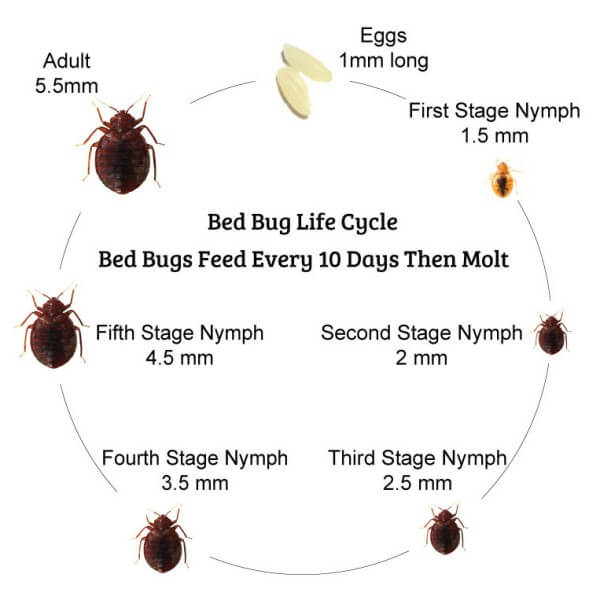 ... bed bug lifecycle here more pictures of bed bugs and bed bug eggs here