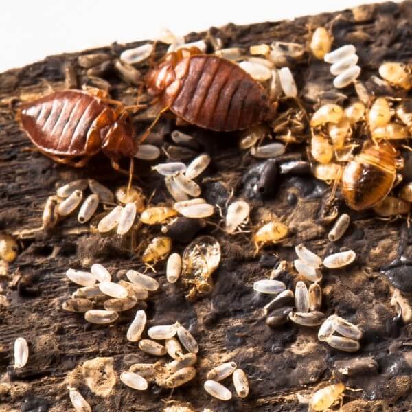 Bedbugs and Eggs