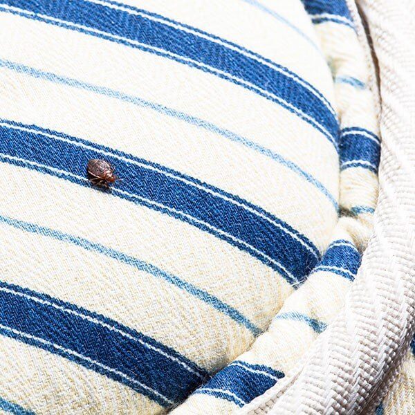 Bed bug on a mattress