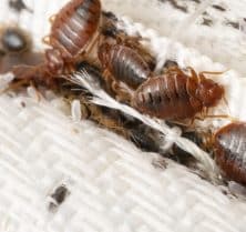 Bed Bug Advice - Check Your Mattress Seams