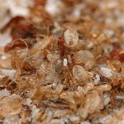 Bed Bug Eggs & Shell Castings