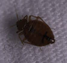 Are Bed Bugs Dangerous