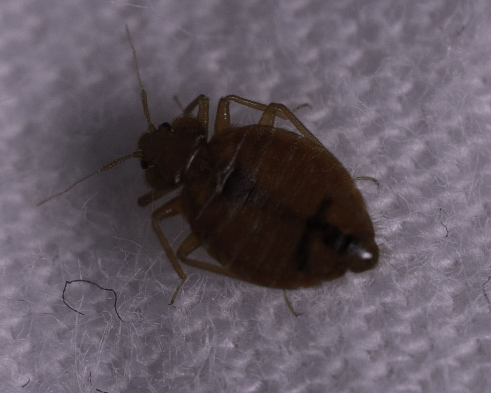 Are Bed Bugs Dangerous
