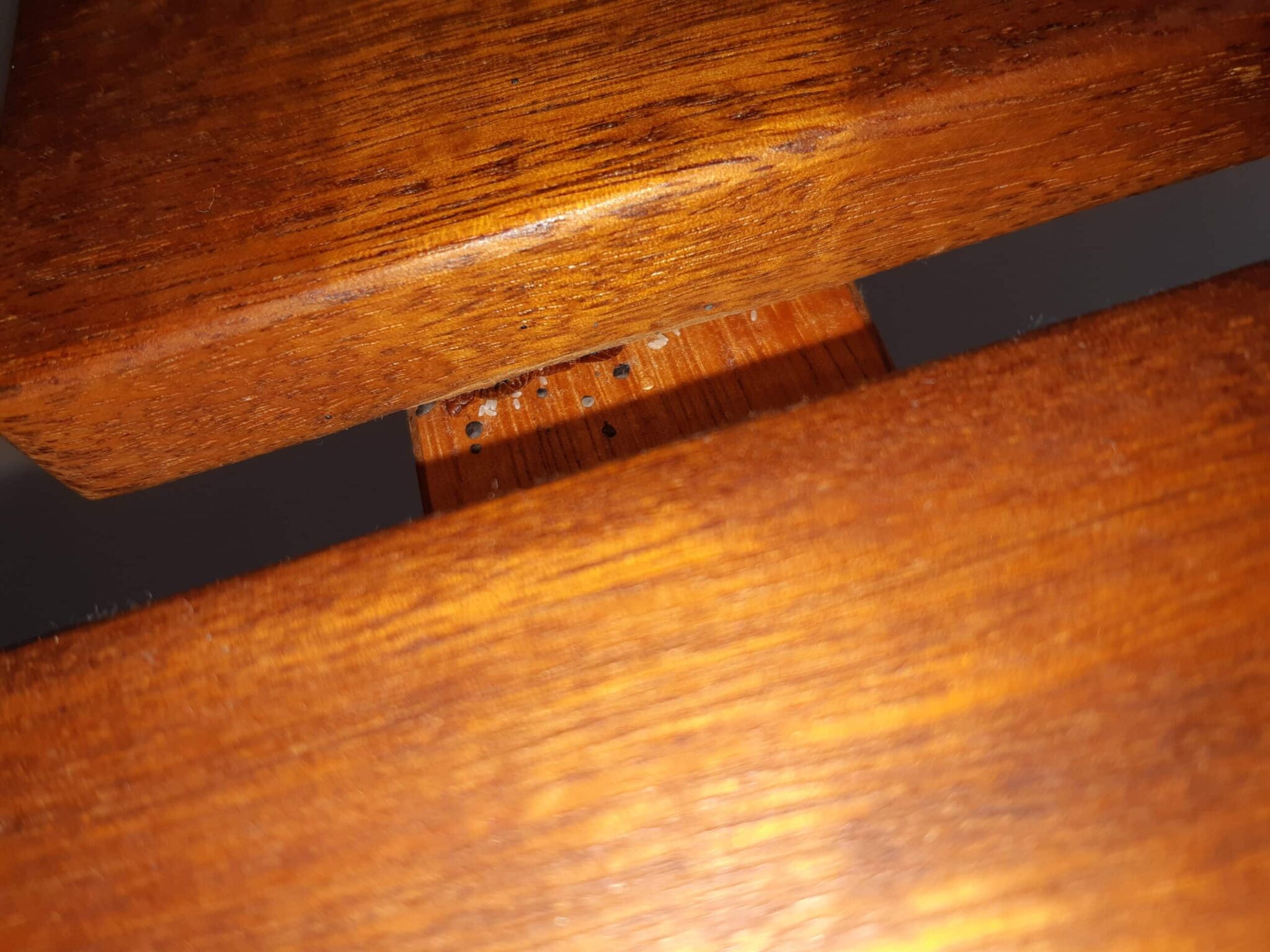 How Do You Get Bed Bugs Out? 2 Fast And Forever Solutions