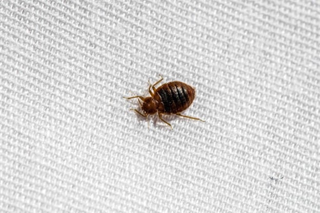 Bed Bug on Sheet