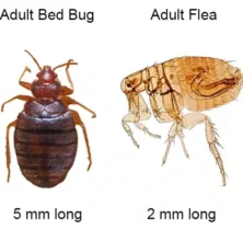 Bed Bug vs Flea