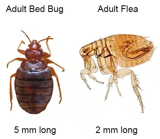 Bed Bug vs Flea