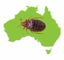 Bed Bugs in Australia
