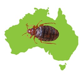 Bed Bugs in Australia