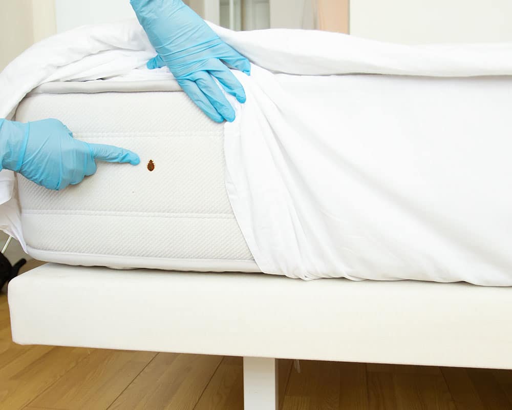 Check your hotel mattress for bed bugs