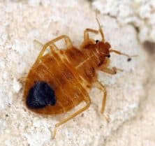 Cimex lectularius