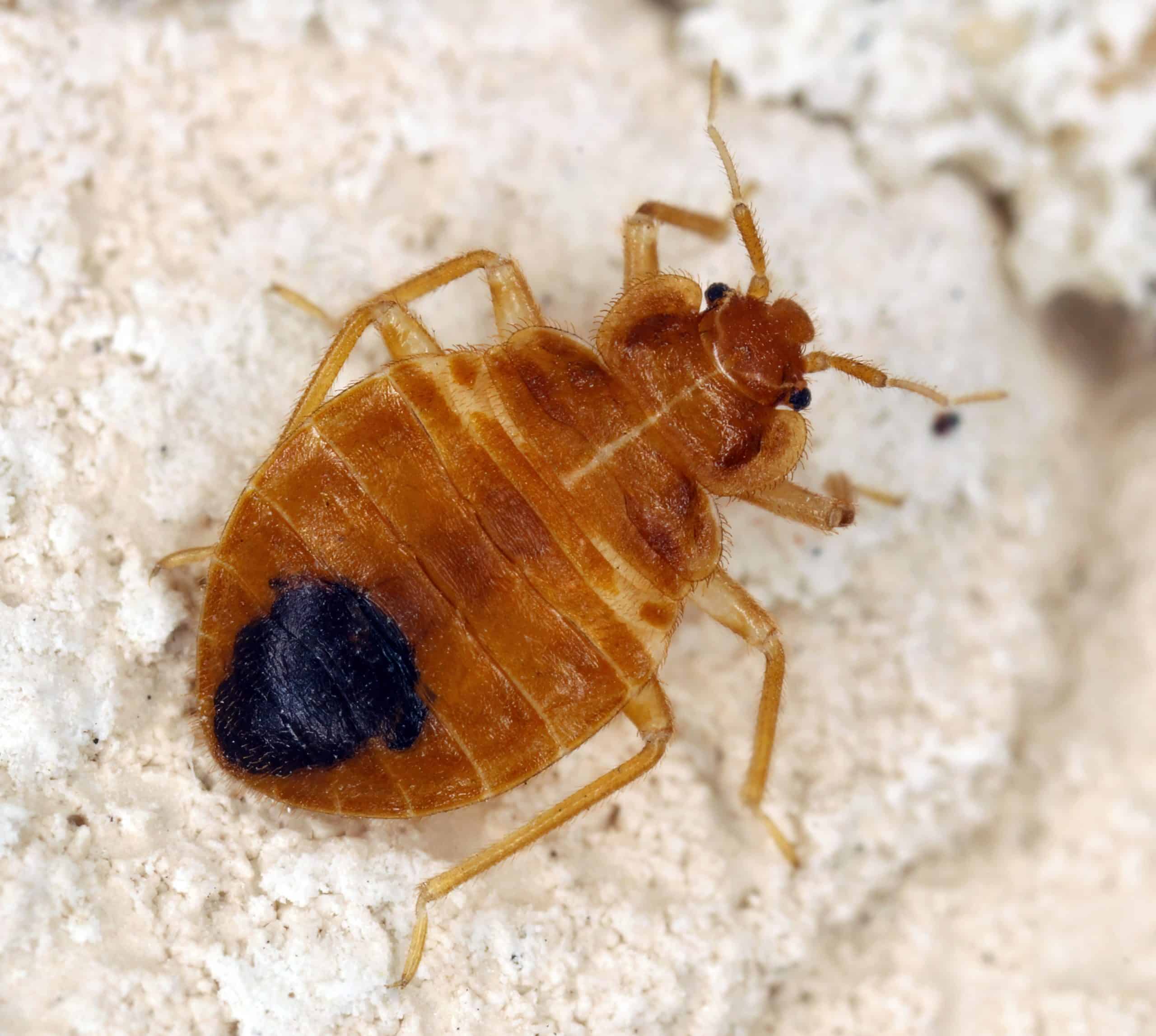Cimex lectularius