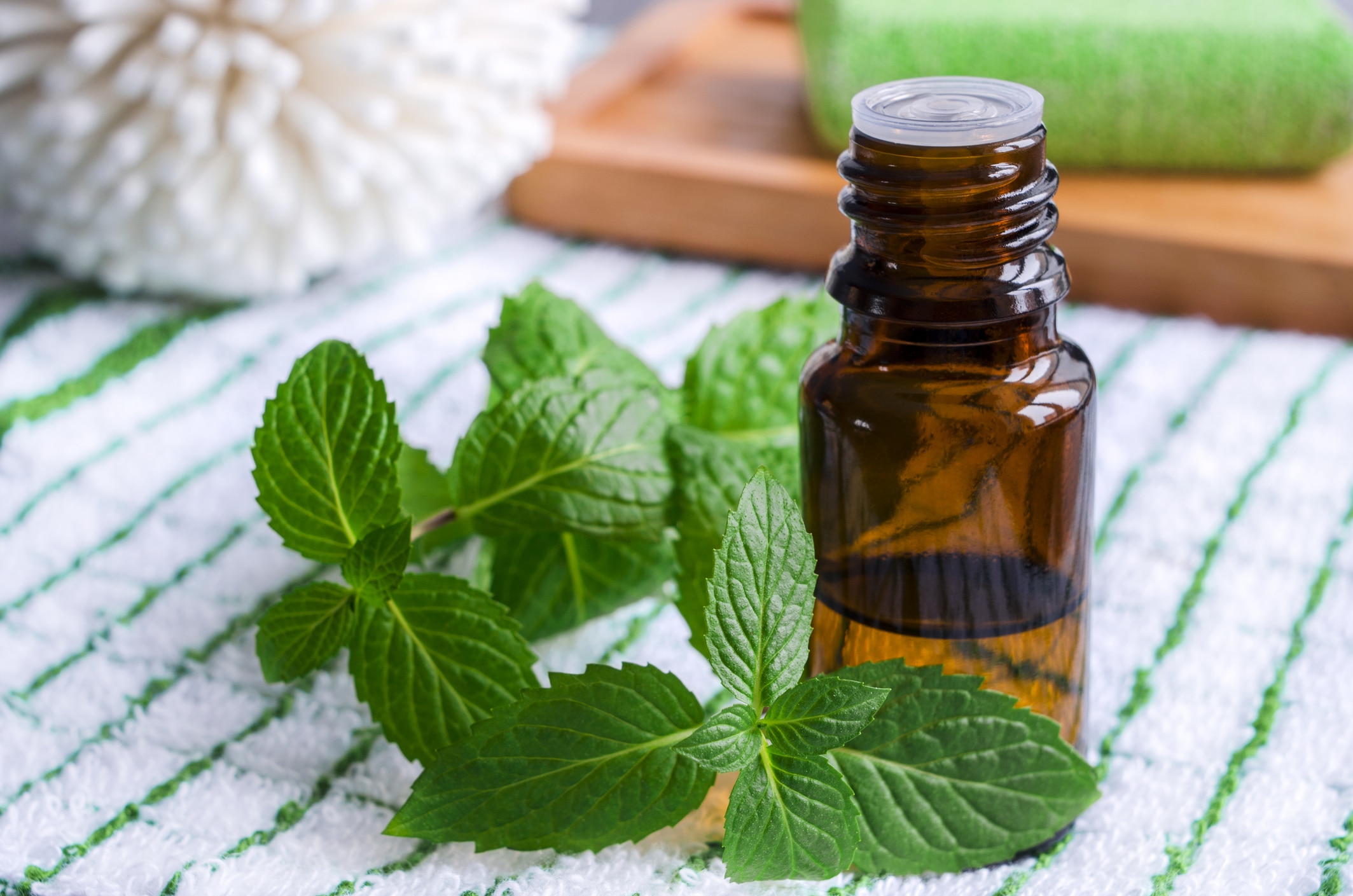 non-toxic bed bug treatment