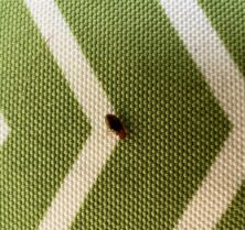 bed bugs