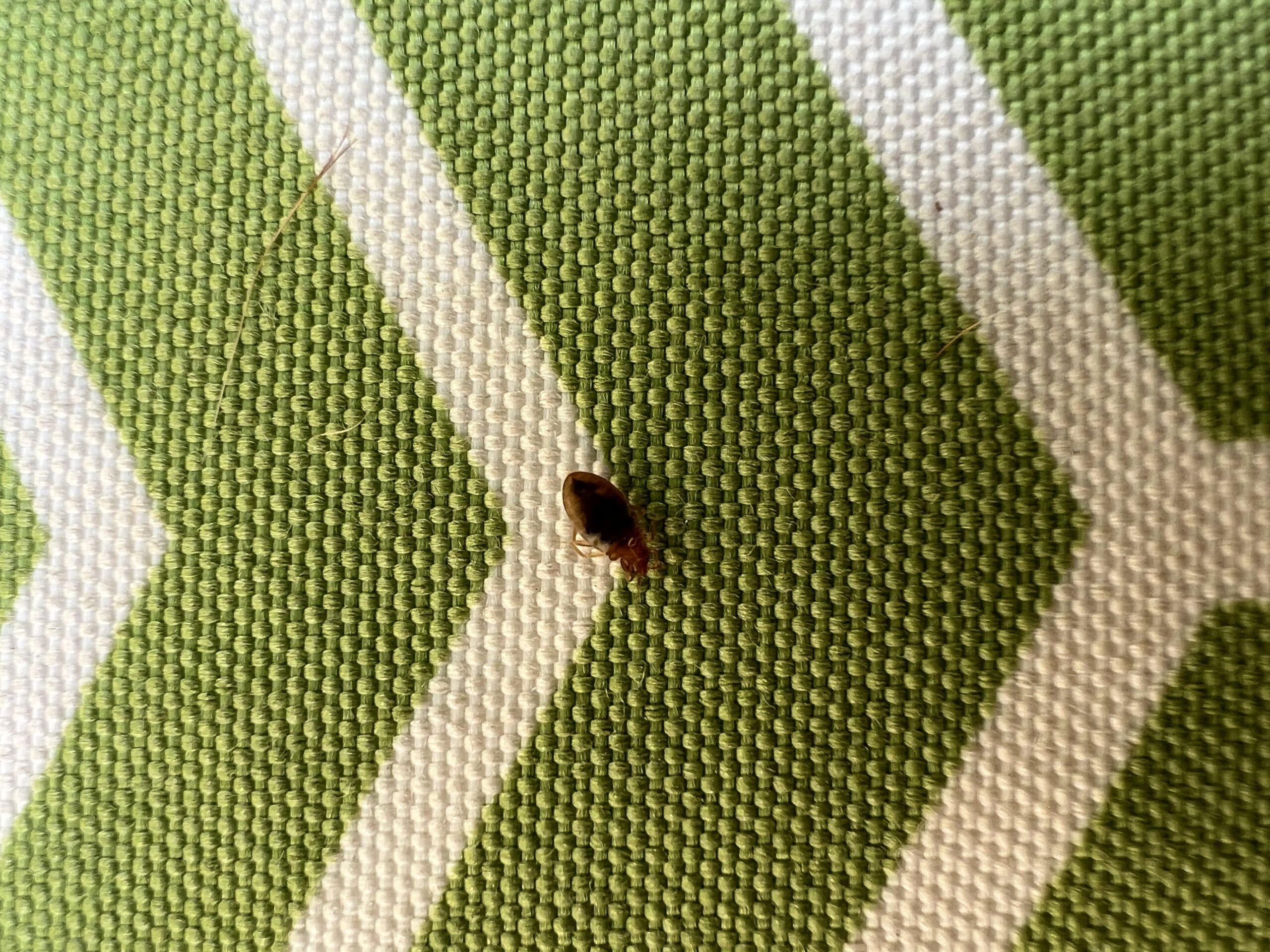 Keep Bed Bugs From Following You From Vacation With 4 Simple Steps