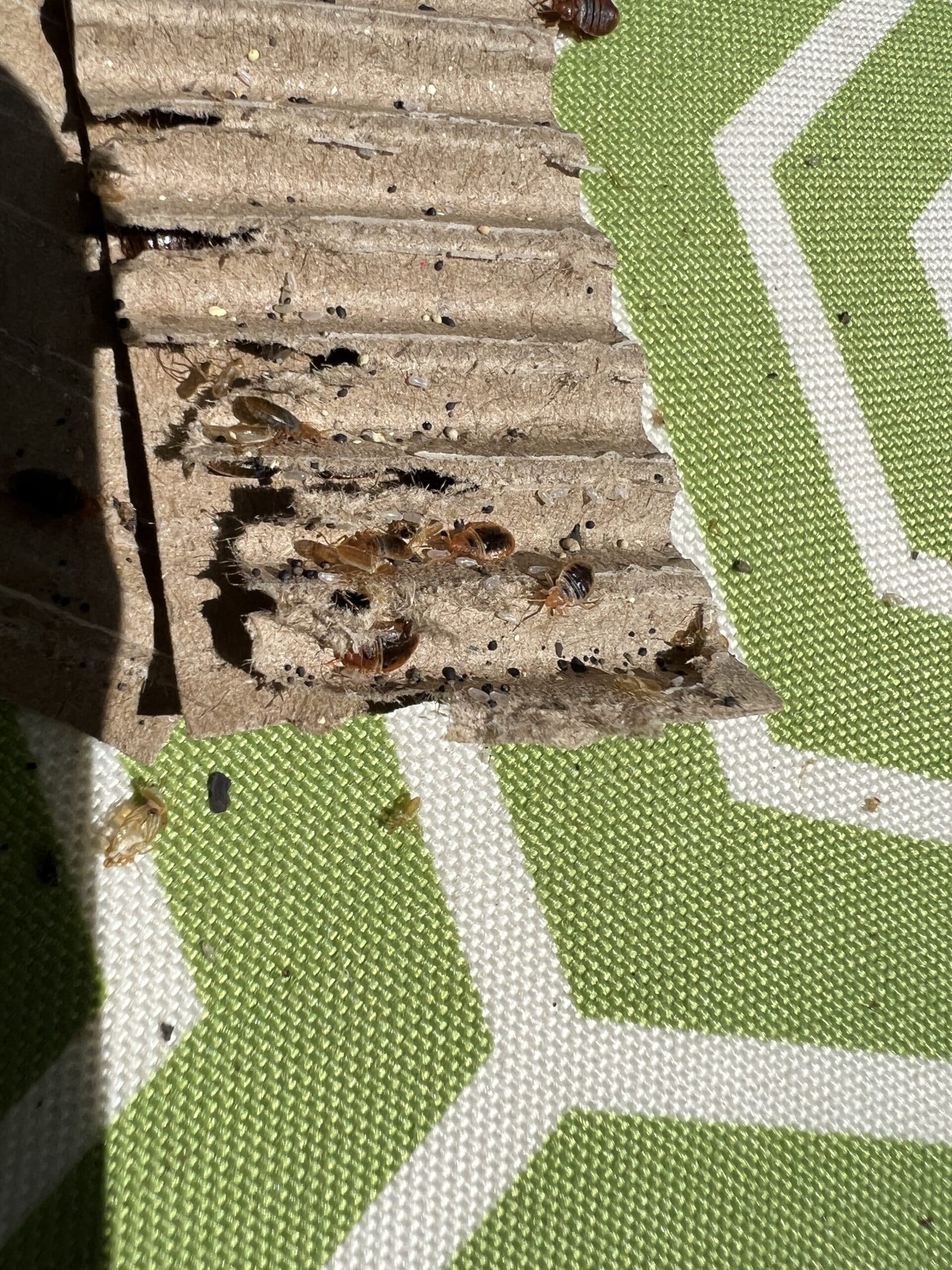 bed bugs