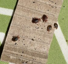 bedbugs on board