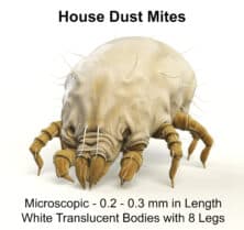 If Dust Mites Were Visible, No One Would Sleep Tonight