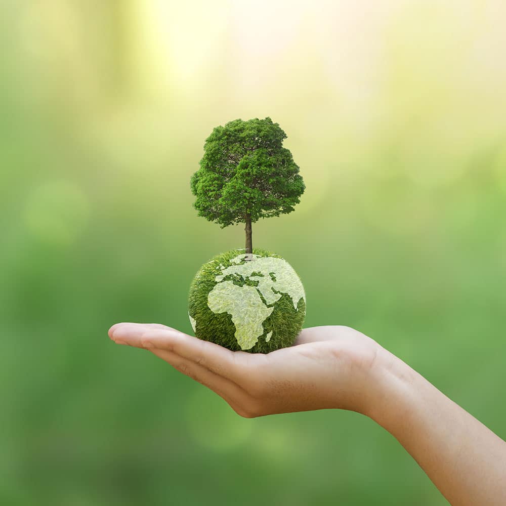 Steam and Diatomaceous Earth are safe and naturaly