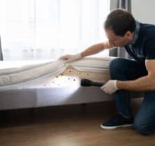 bed bugs