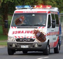 bed bugs in ambulances