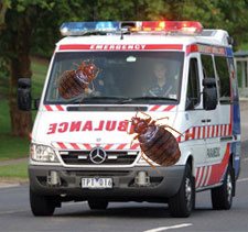 bed bugs in ambulances