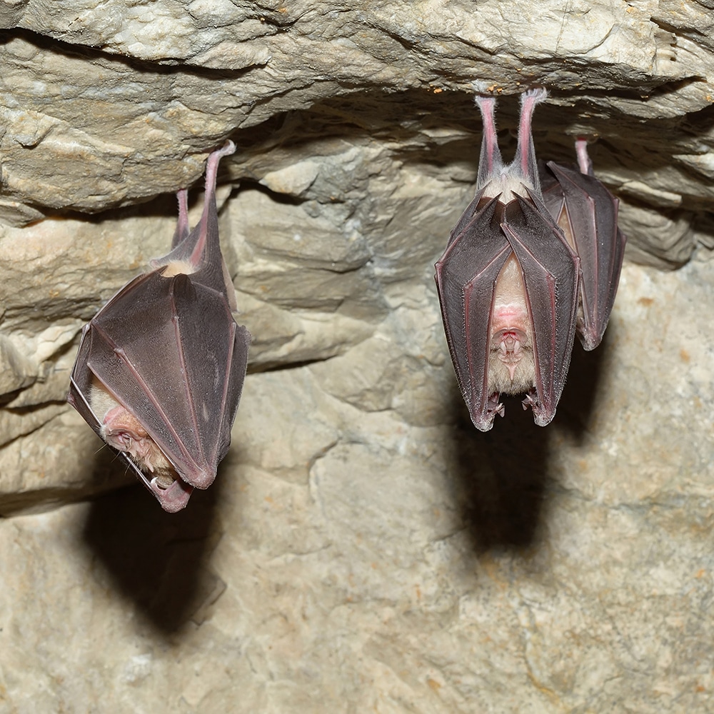 where do bed bugs come from