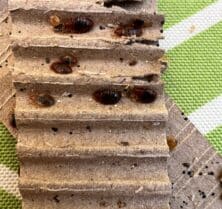 bed bugs