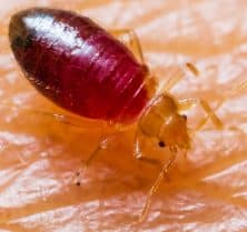 Bed Bug Biting