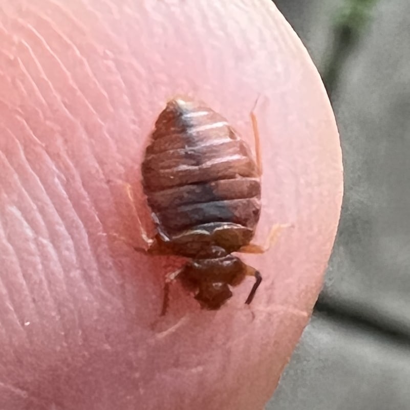 bed bug close up