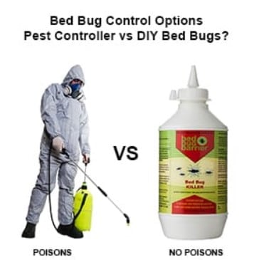 bed bug control options