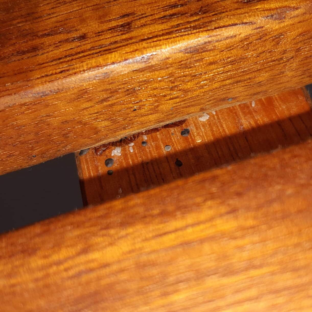 bed bug droppings and eggs on bed slats