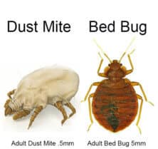bed bug dust mite sizes