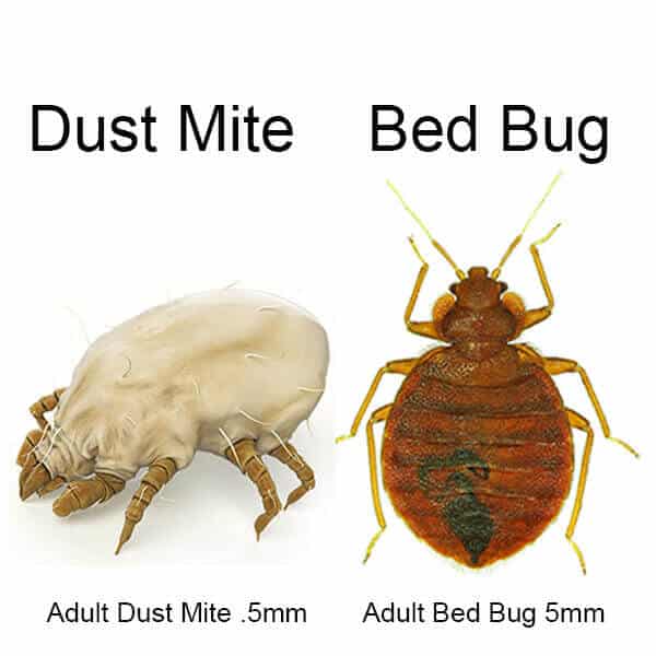 bed bug dust mite sizes