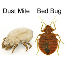 bed bugs or dust mites
