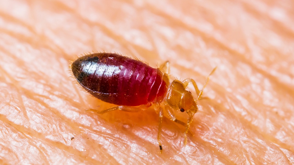 bed bug eating