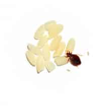 bed bug with eggs