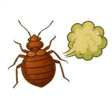 do bed bugs fart