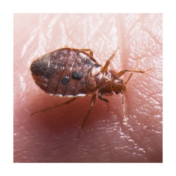 bed bug pictures feeding