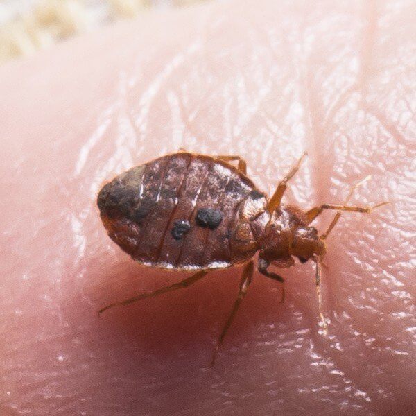Close up of bed bug feeding