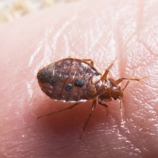 bed bug feeding