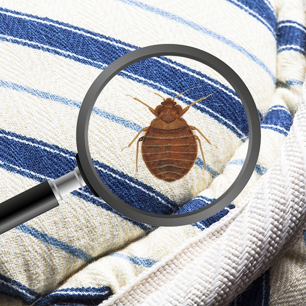 bed bug identification
