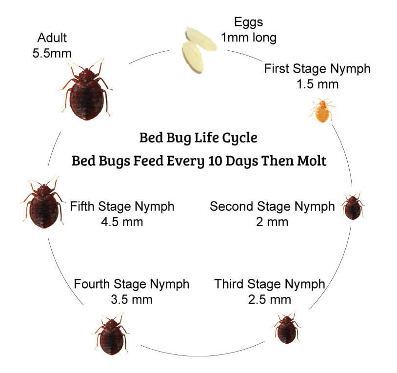 What Do Baby Bed Bugs Look Like Know Their Life Cycle