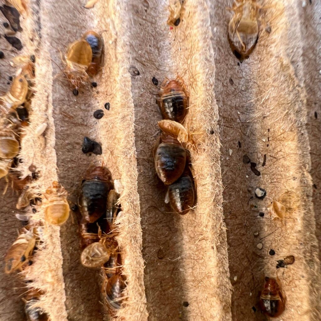 5 Early Signs Of Bed Bugs Knowing The Signs Is Important