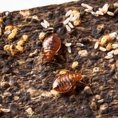 bed bug eggs