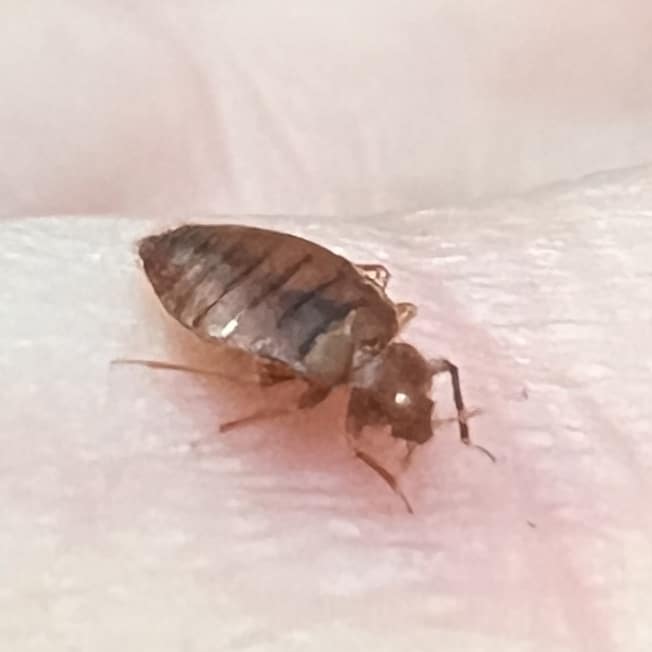 bed bug on palm