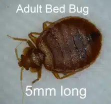 bed bug size