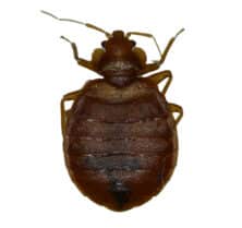 what is biting me at night