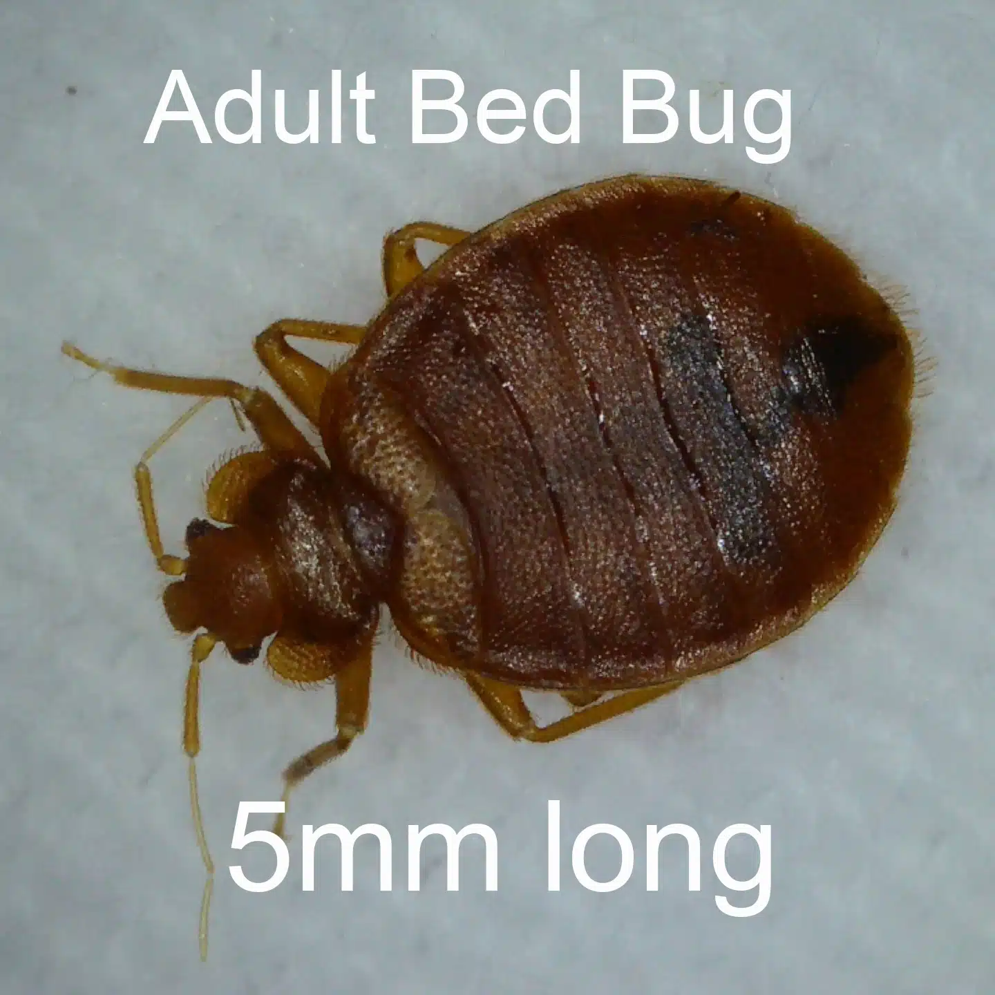 bed bug size