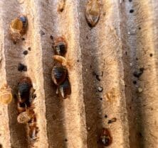 bed bugs